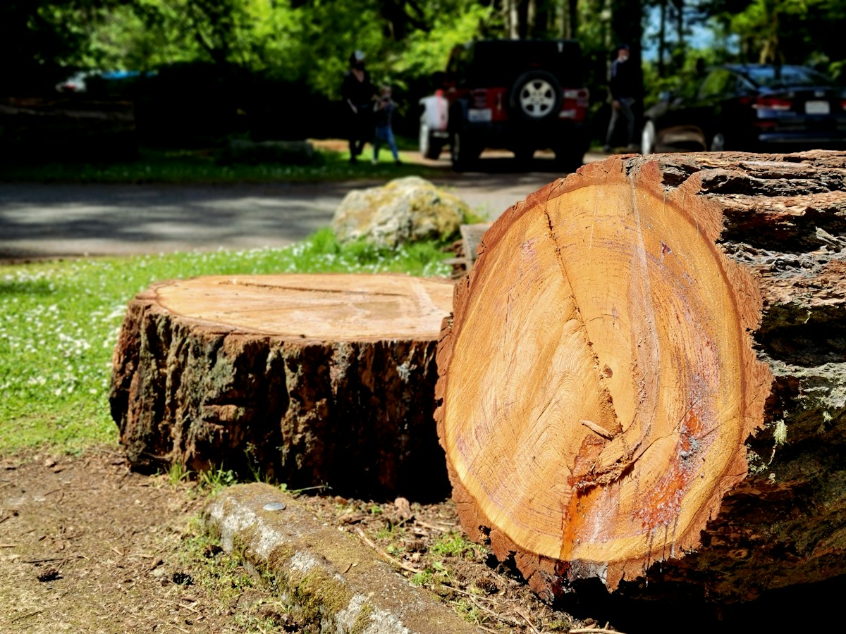 Professional tree work
